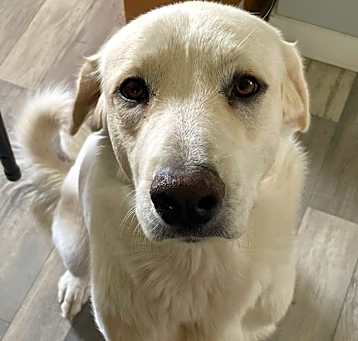 Photo of Blossom