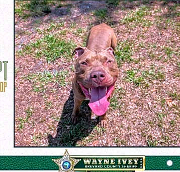 Photo of Barkley