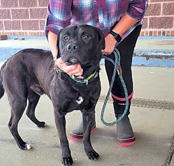 Photo of Buddy
