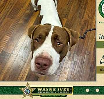 Photo of Buster