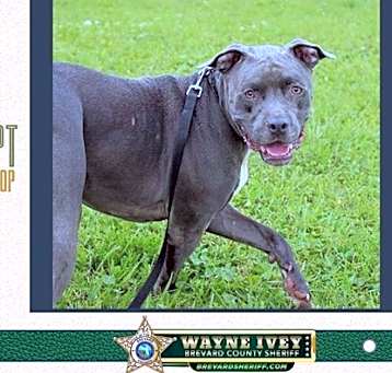 Photo of Harvey