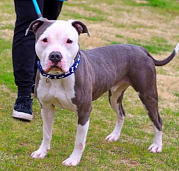 Photo of Blue