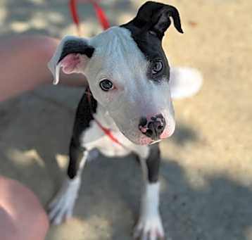 Photo of Wishbone