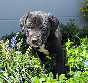 Photo of Barley
