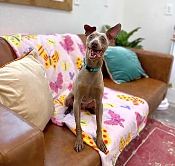 Photo of Ralphie the teeny tiny prancer