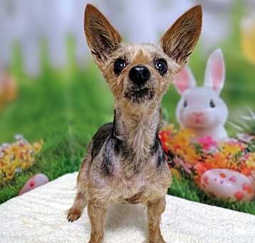 Photo of Gertie