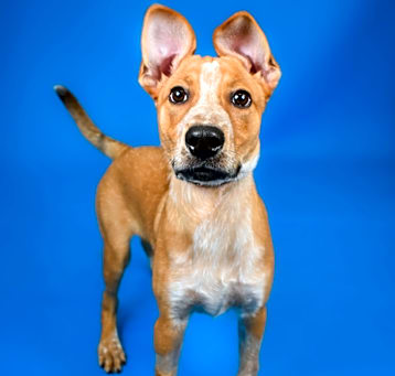 Photo of Fergus