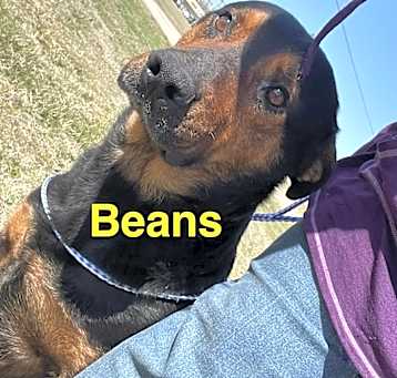 Photo of Beans