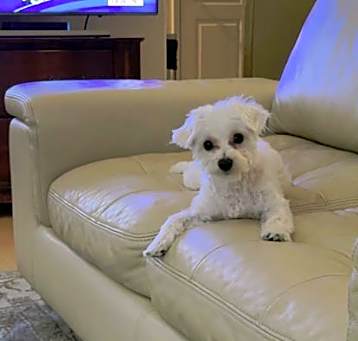 Photo of Maximus
