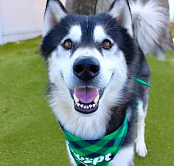 Photo of Apollo