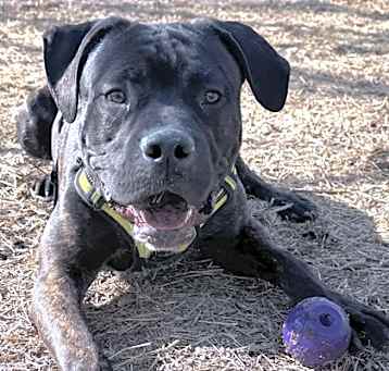 Photo of Diesel 2