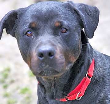 Photo of Roxie