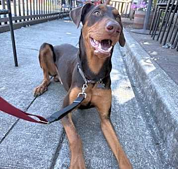 Photo of Ryker