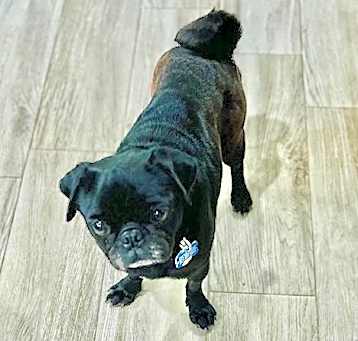 Photo of Puck