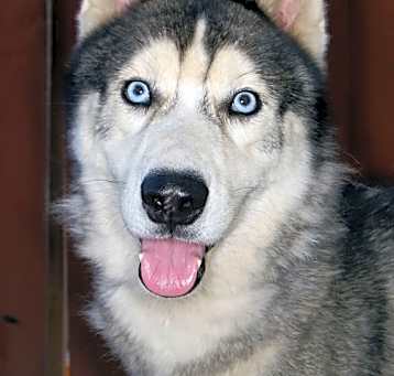 Photo of Lobo