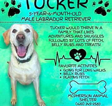 Photo of Tucker (Pepper)
