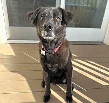 Photo of Shadow