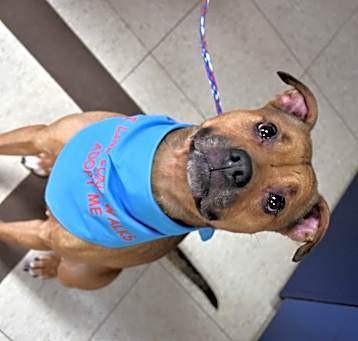Photo of Kona