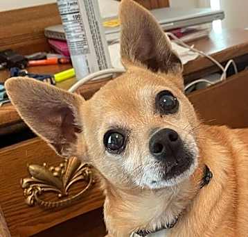 Photo of Little Ritchie