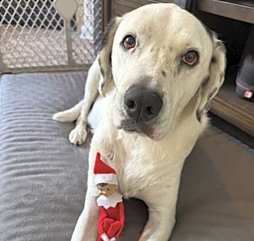 Photo of Apollo