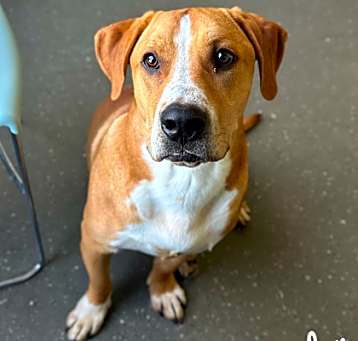 Photo of Ryder