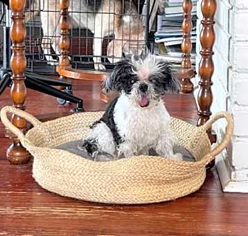 Photo of Jimmy Dean IN FOSTER