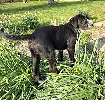 Photo of Tigger