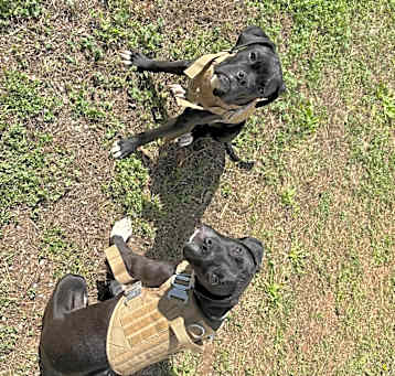 Photo of Onyx & Zephyr