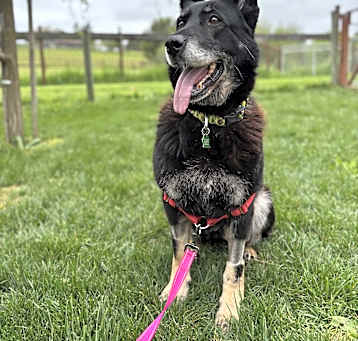 Photo of Stella