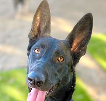 Photo of Darcy