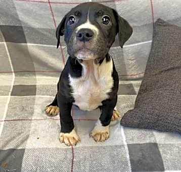 Photo of Cane
