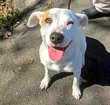 Photo of Buttercup