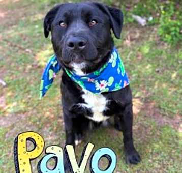 Photo of Pavo 124644