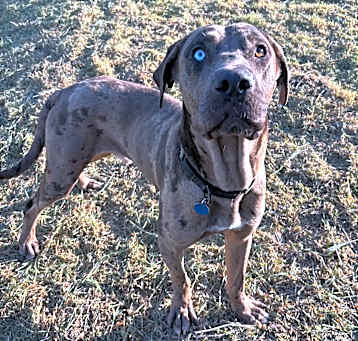 Photo of Dante