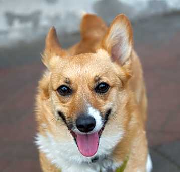 Photo of Midge