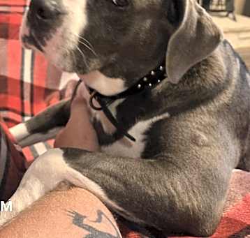 Photo of Puddin