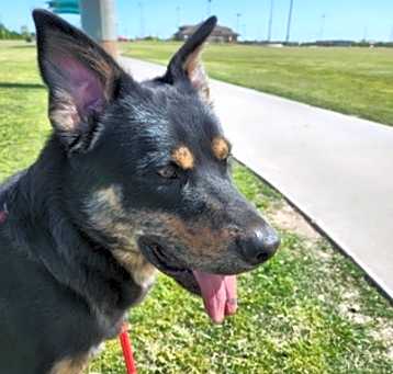 Photo of Bear
