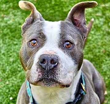 Photo of Buddy