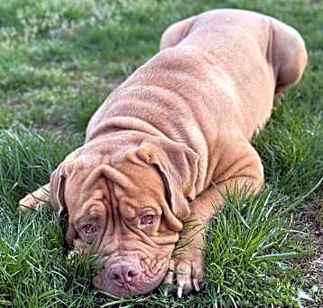 Photo of Kado