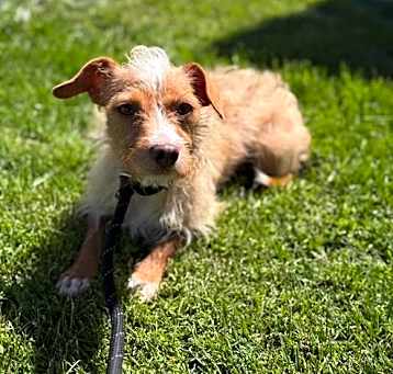 Photo of Daisy