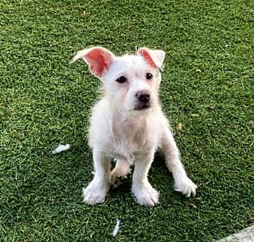 Photo of Daffodil