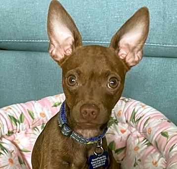 Photo of Mango