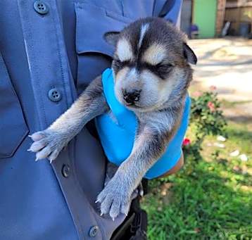 Photo of ODIN