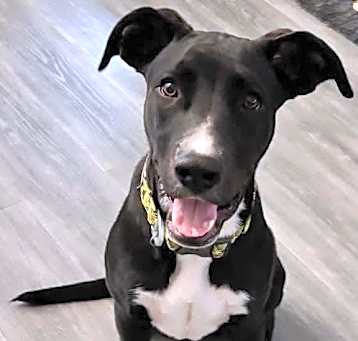 Photo of Harley
