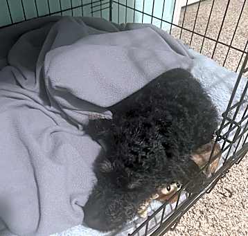 Photo of Riley