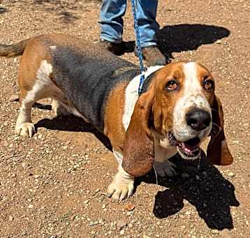Photo of JJ - Jurupa Joe