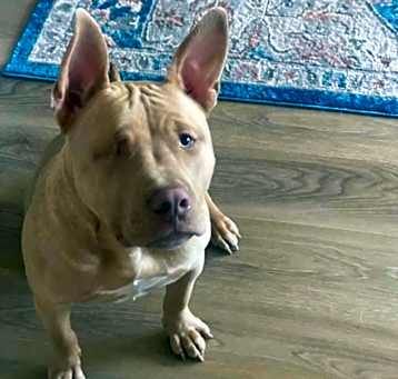 Photo of Enzo
