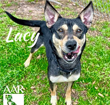 Photo of Lacy