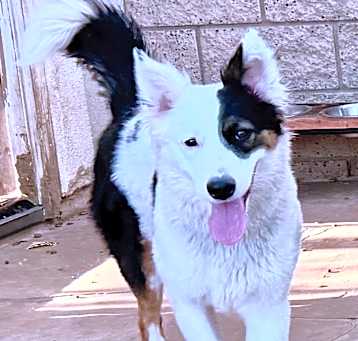Photo of Shelby