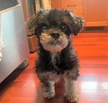 Photo of Poppy